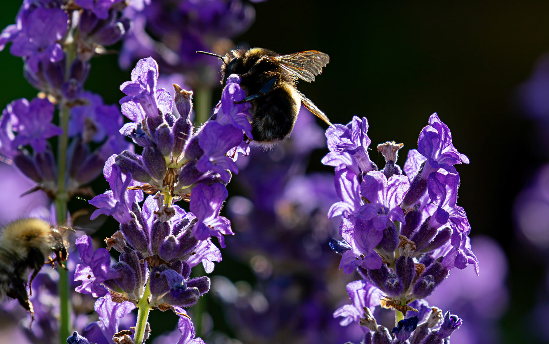 Common Carder Bumblebee (Bombus pascuorum) on Lavendar in Deans, Livingston 13 July 2026