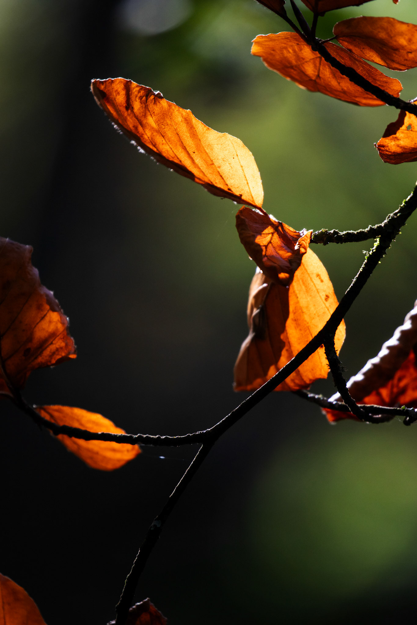 RSPB Lochwinnoch 10 October 2024