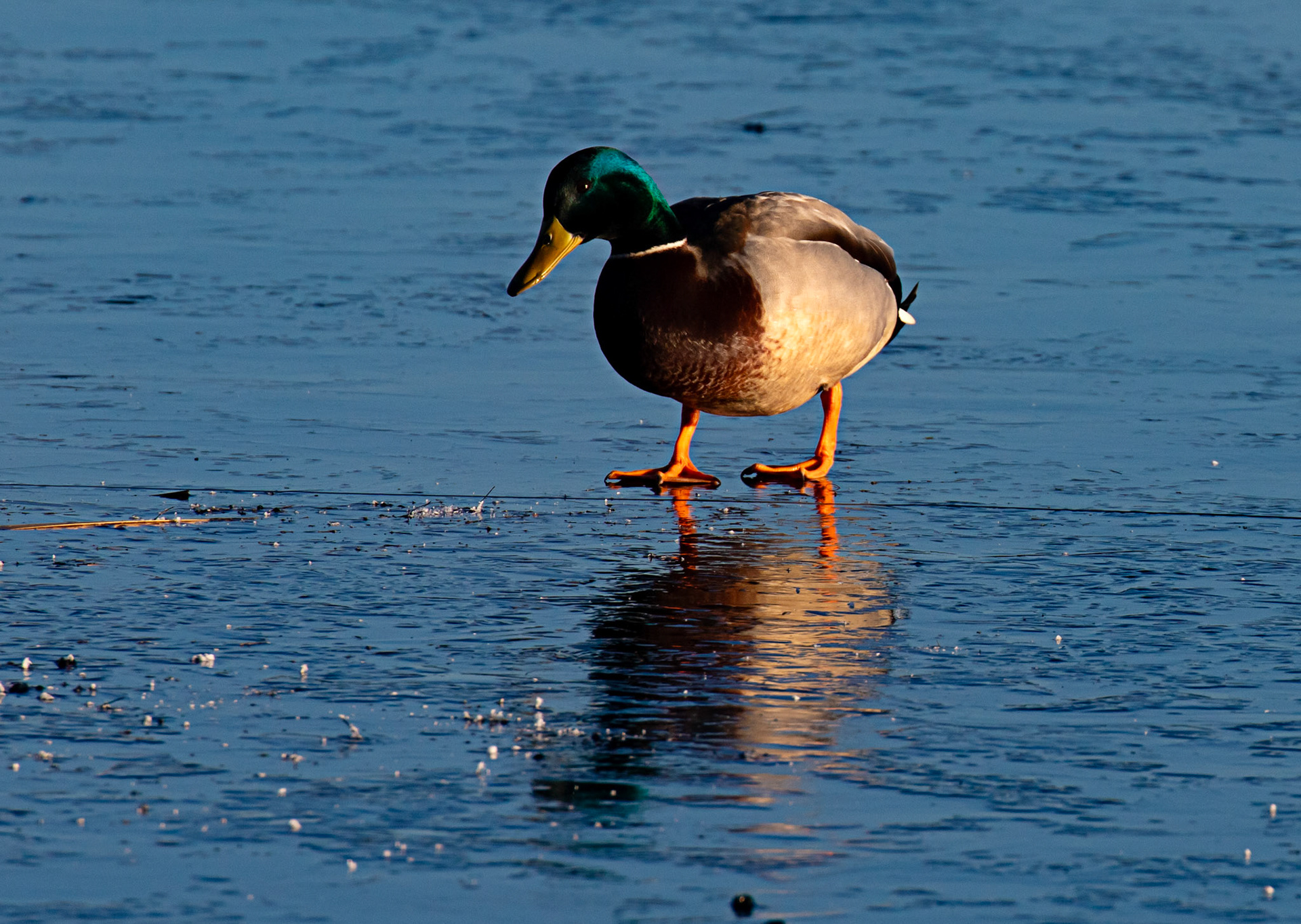 Mallard at Broadwood Loch 10 January 2025