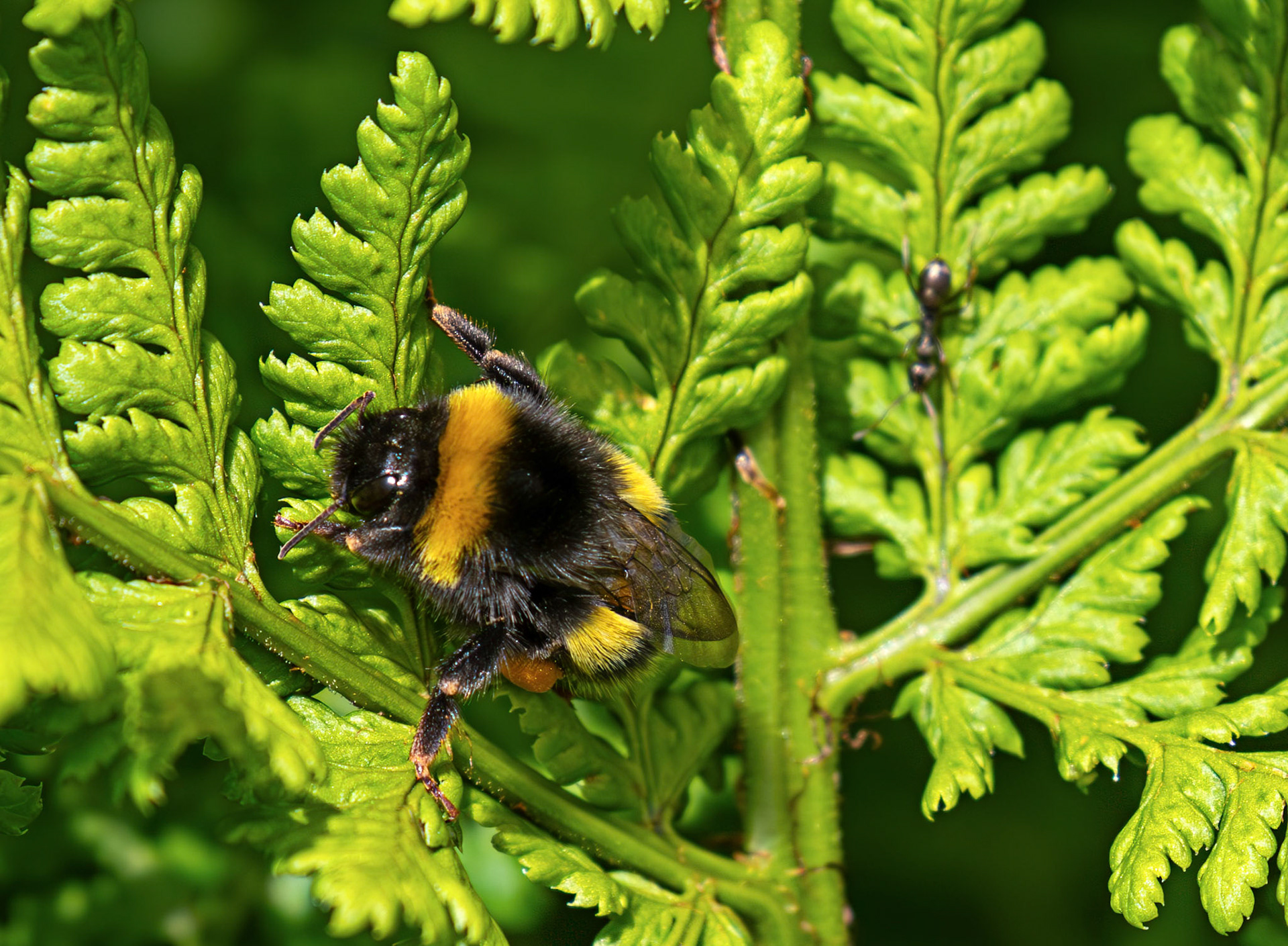White-tailed bumblebee (Bombus lucorum) at The Knock, Bathgate Hills 20 June 2026