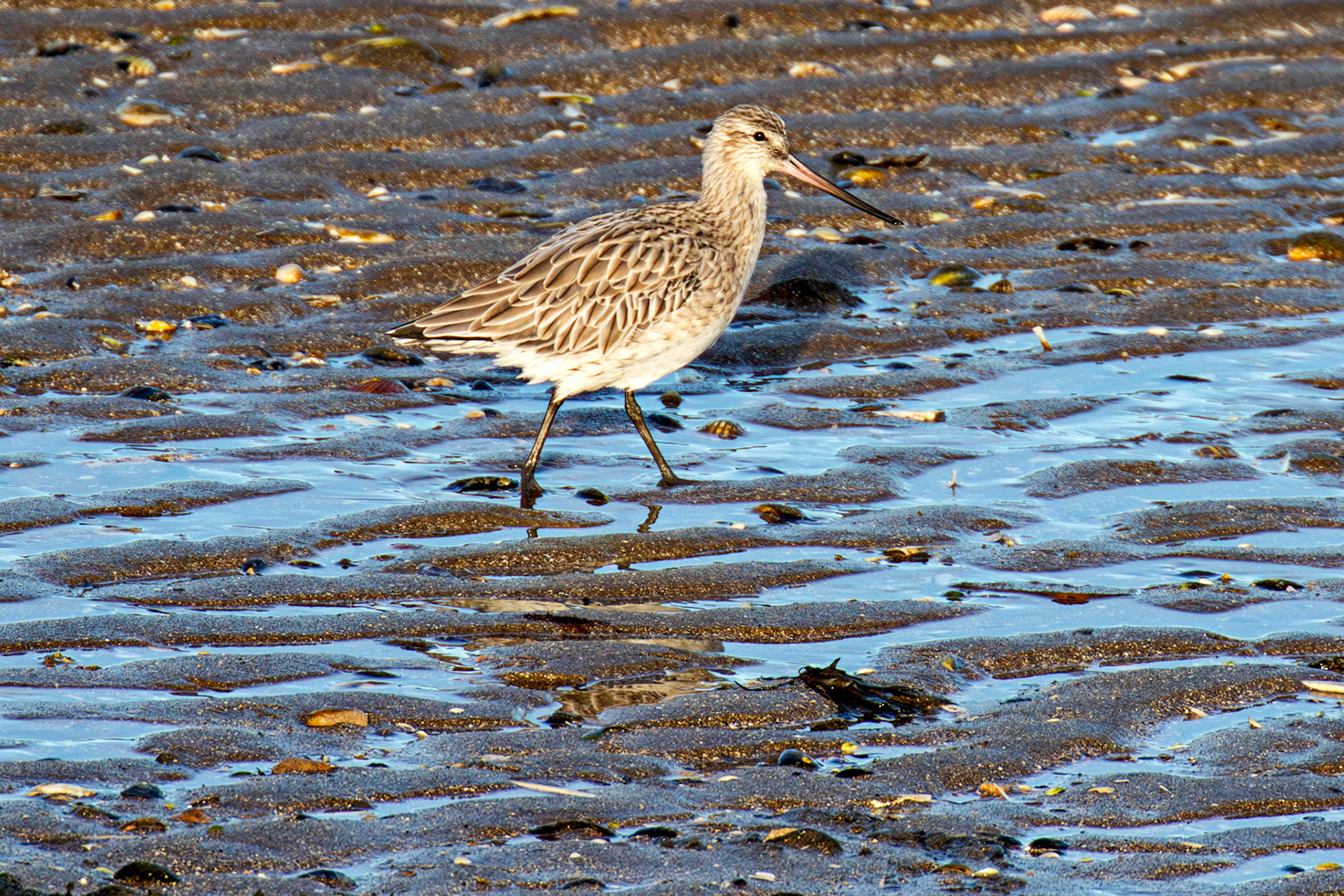 Port Seton 18 November 2024