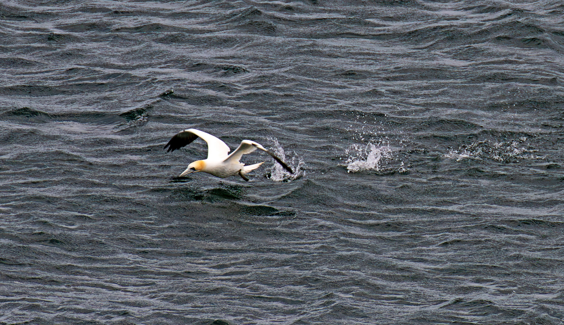 Northern Gannet getting airborne after dive - Tantallon Castle 04 July 2026
