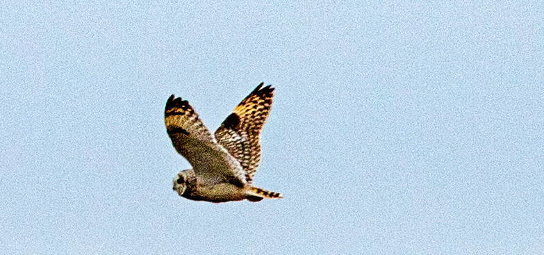 Short Eared Owl Caithness 05 May 2024