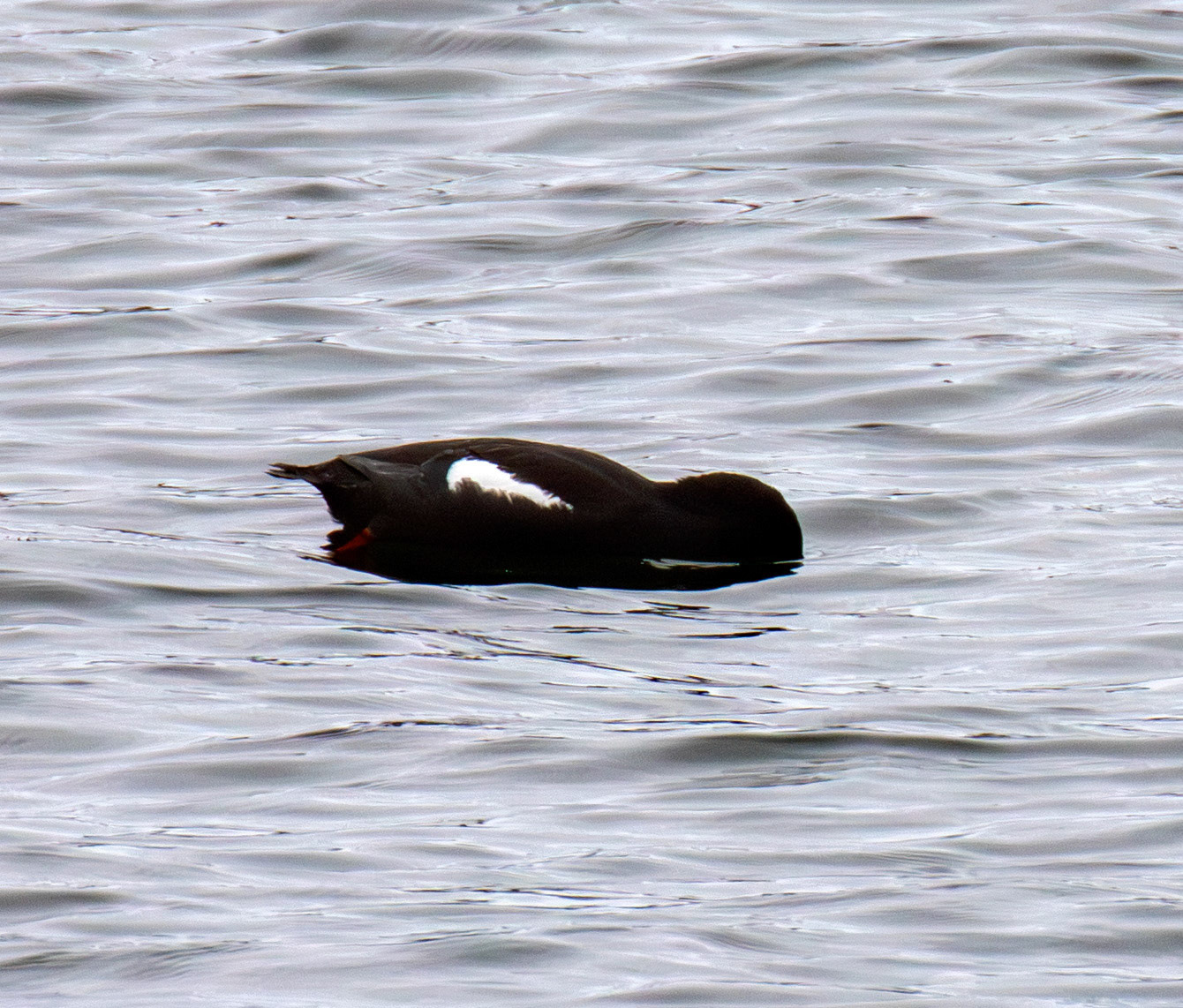 Black Guillemot - Wick 02 May 2026
