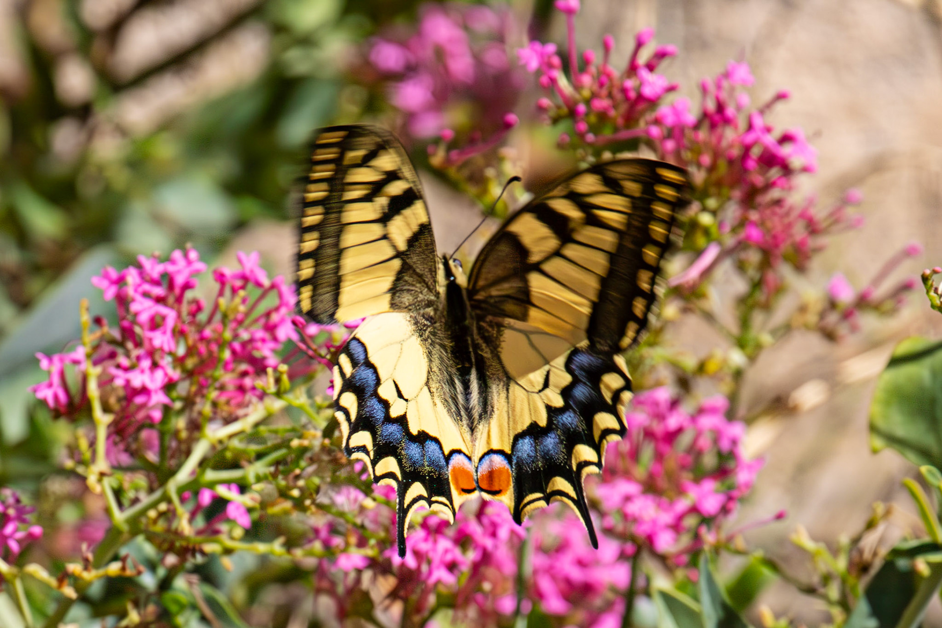 Swallowtail Butterfly - Riomaggiore 06 Sept 2025