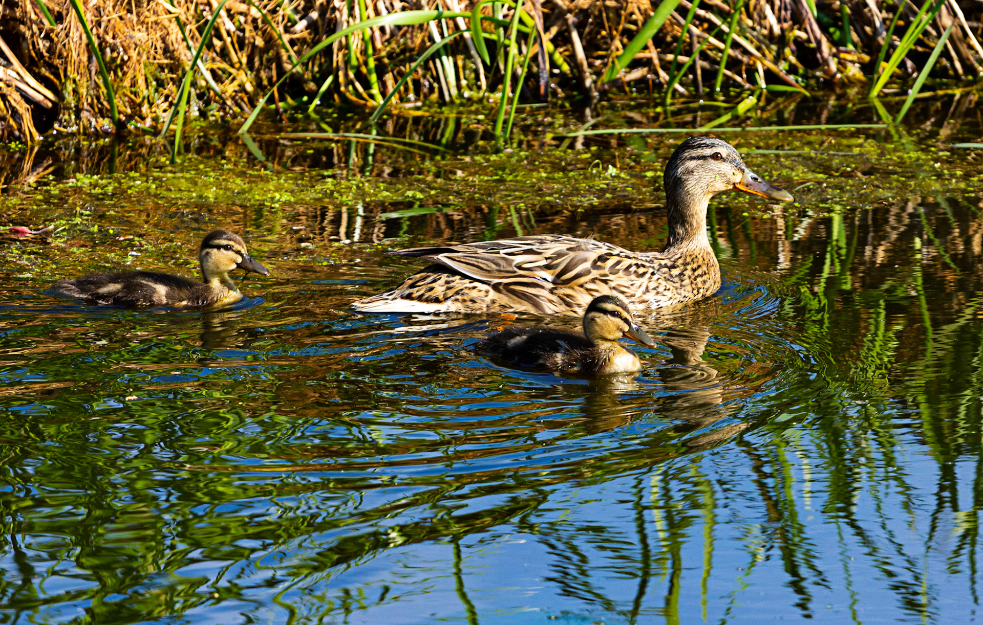 Mallard Ducklings on the Union Canal near Philpston 16 May 2021 Please see my other photos at JamesPDeans.co.uk