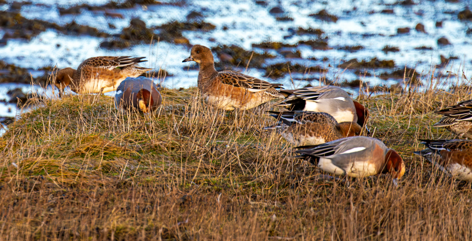Wigeon at Aberlady, East Lothian - 05 February 2025