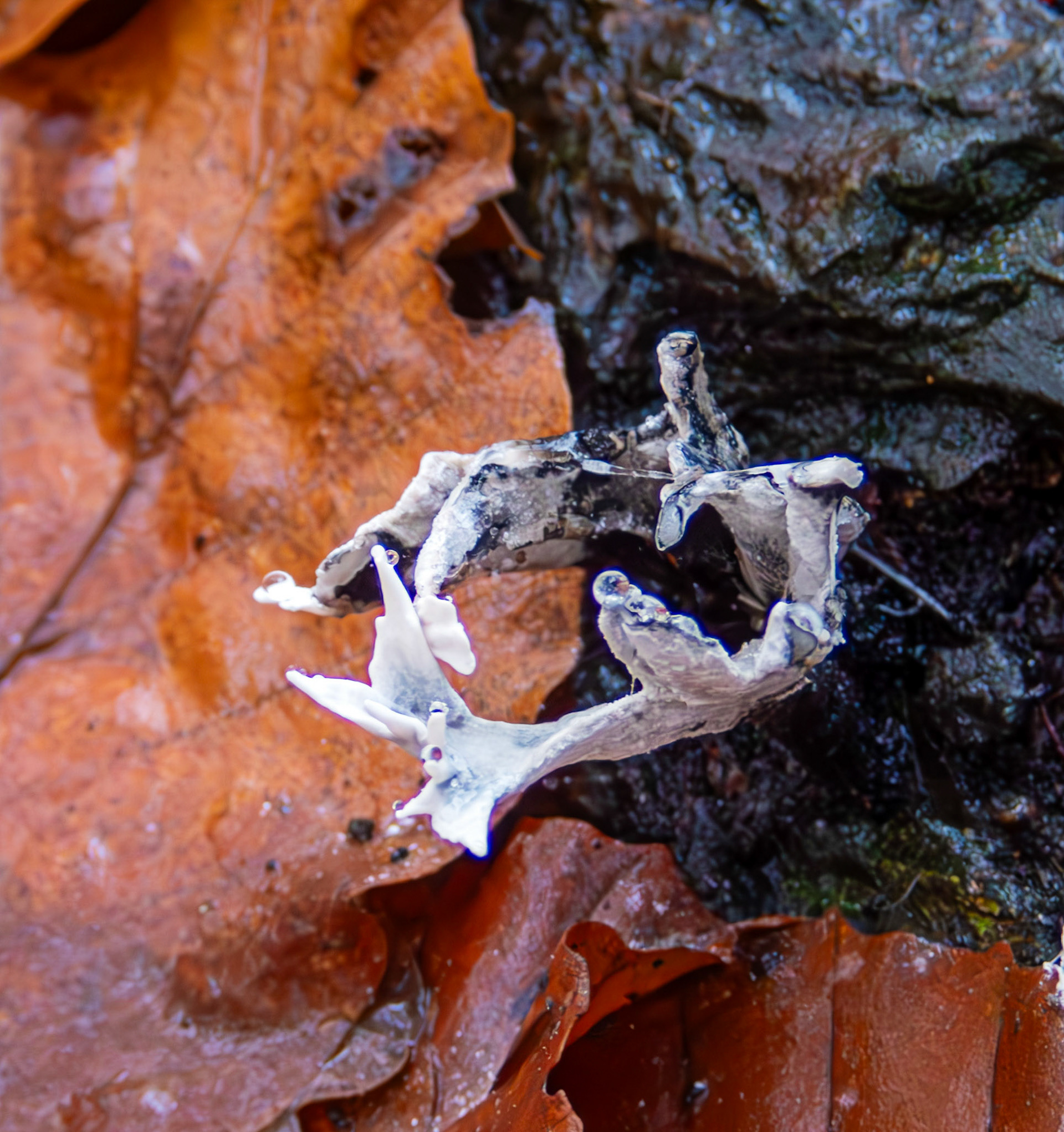 candlesnuff fungus (Xylaria hypoxylon) Deans Woods 08 November 2025