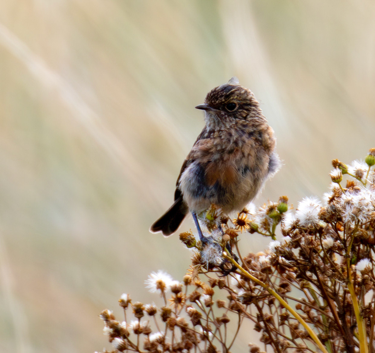 Stonechat at Barns  Ness 25 Sept 2024