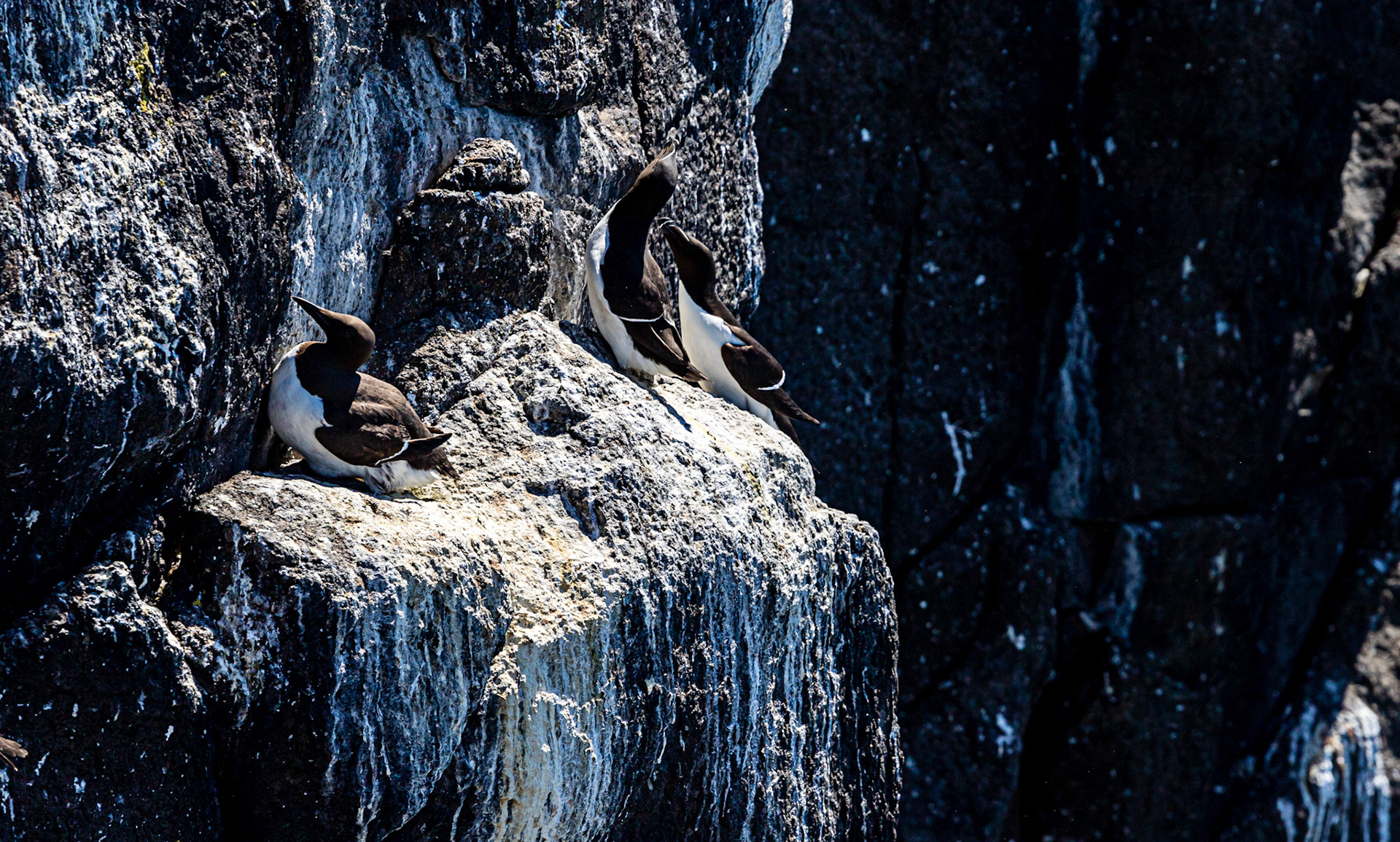 Razorbill - Isle of May - 04 June 2022