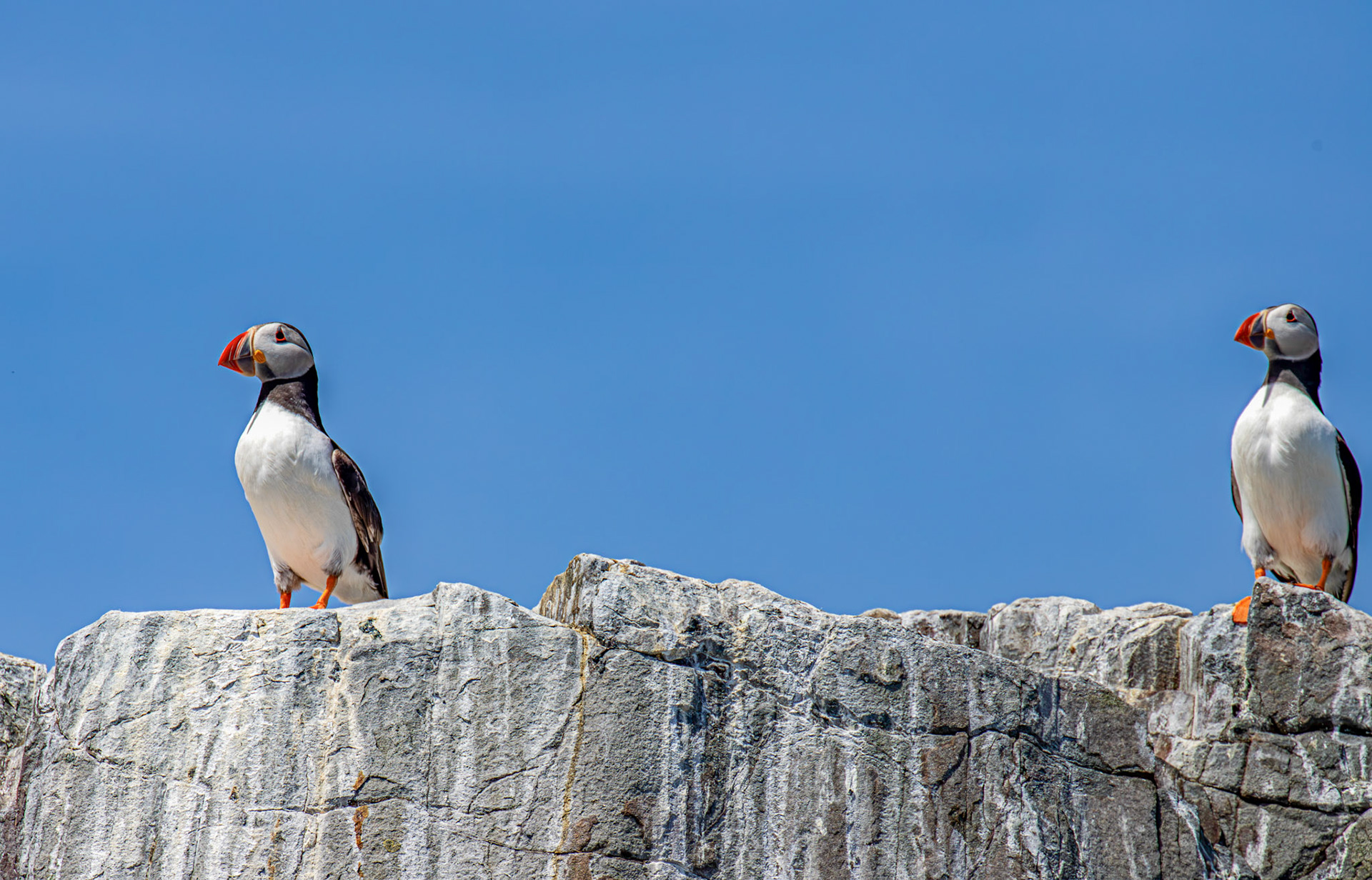 Puffins - Farne Islands 03 July 2026