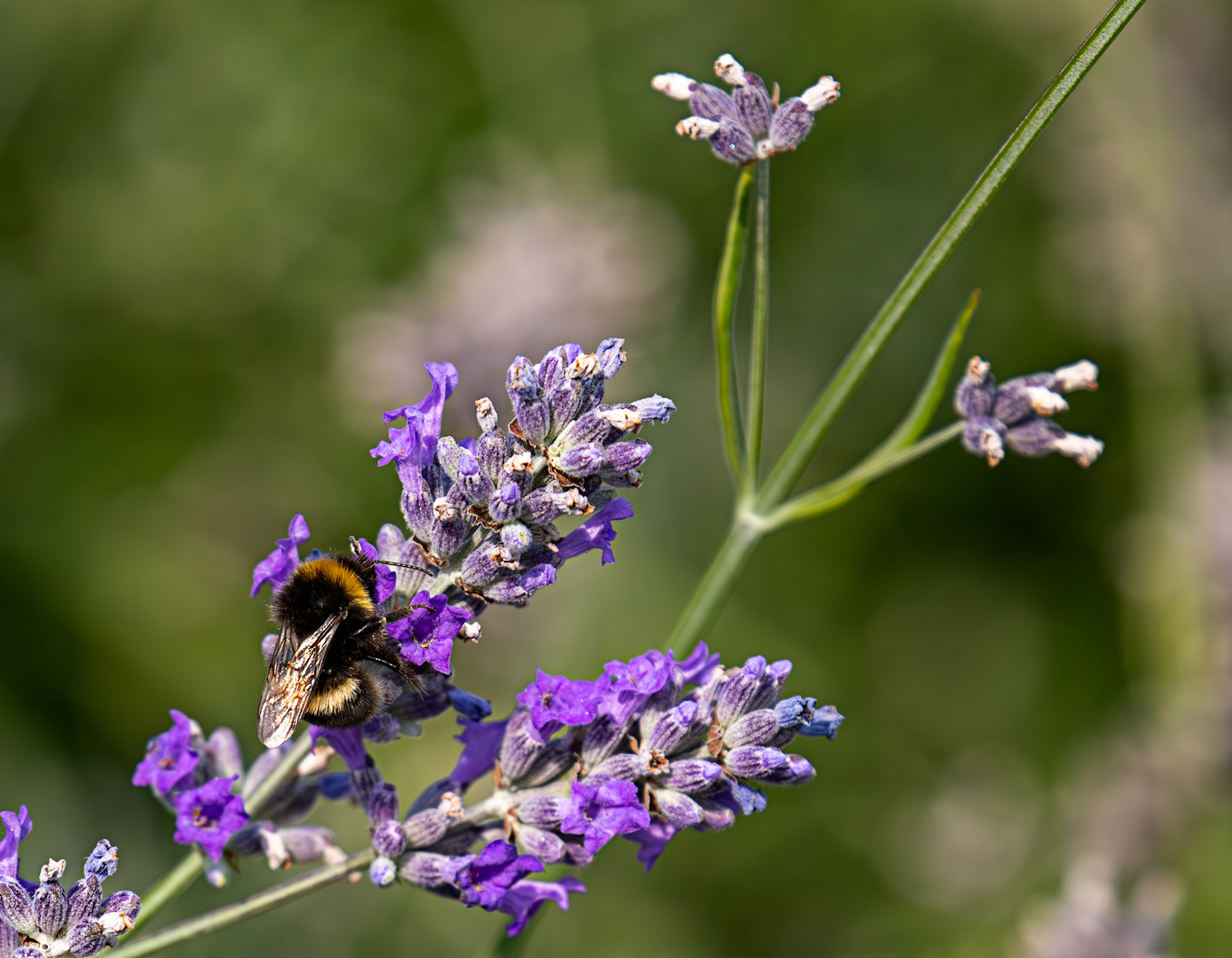 Buff-tailed Bumblebee (Bombus terrestris) Slough 05 August 2025