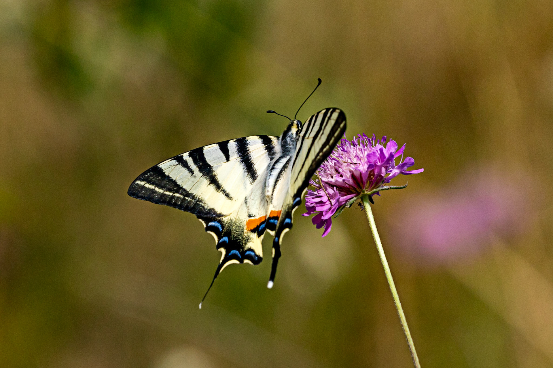 Monteriggioni 22 June 2024