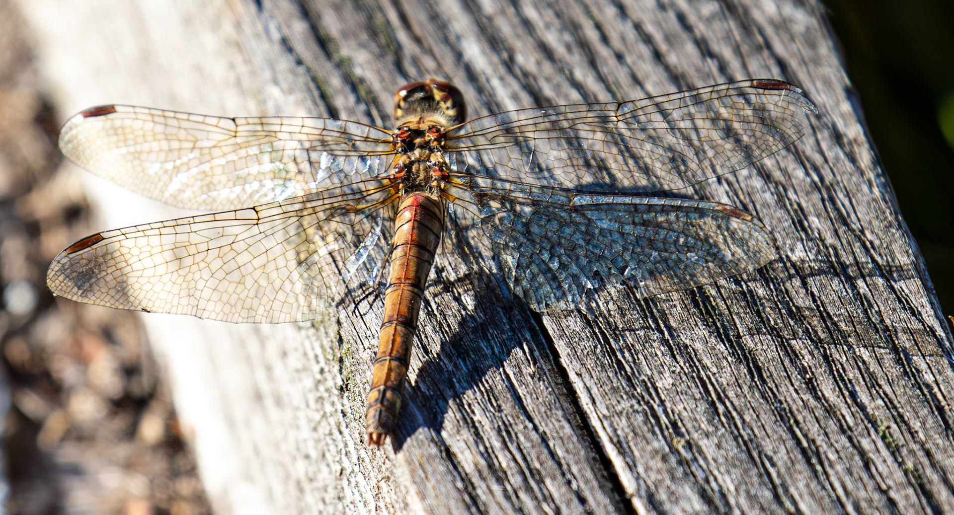 Common Darter - Sympetrum striolatum - Bavelaw 25 Sep 2025