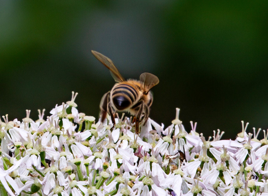Insects in Livingston 22 July 2024