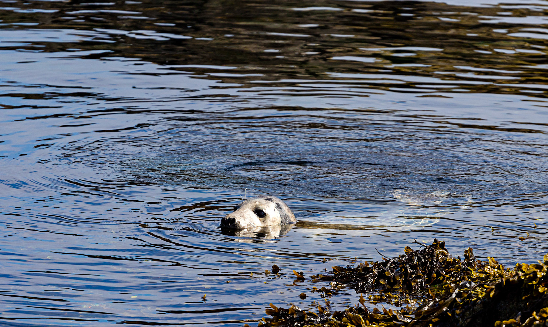 Isle of May - 04 June 2022