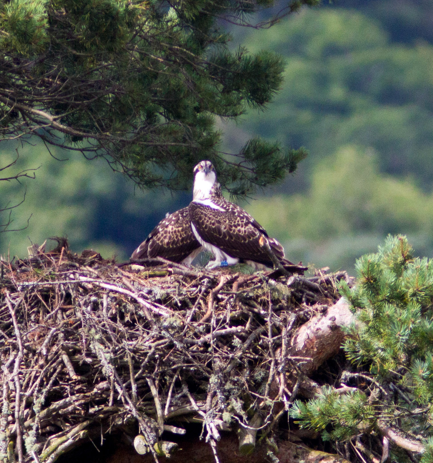 Ospreys at Loch o' the Lowes - SWT near Dunkeld