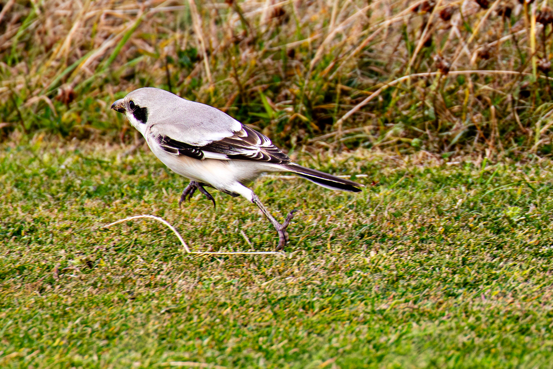 Steppe Grey Shrike in Dunbar 14 Sept 2024