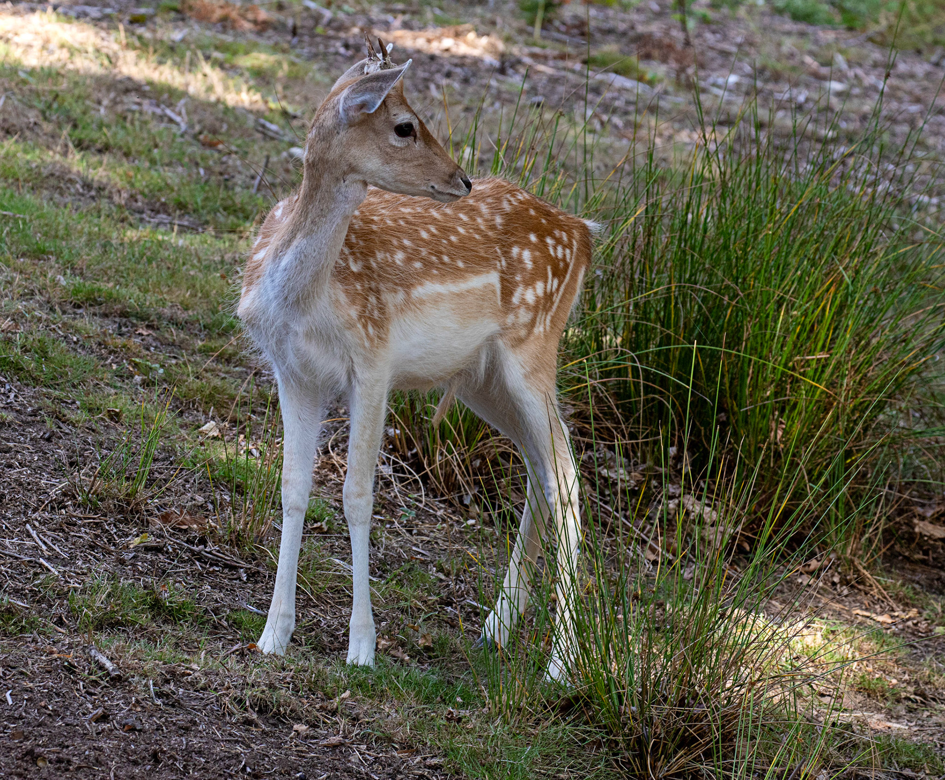 Fallow Deer - Knowle Park, Kent 23 Aug 2025