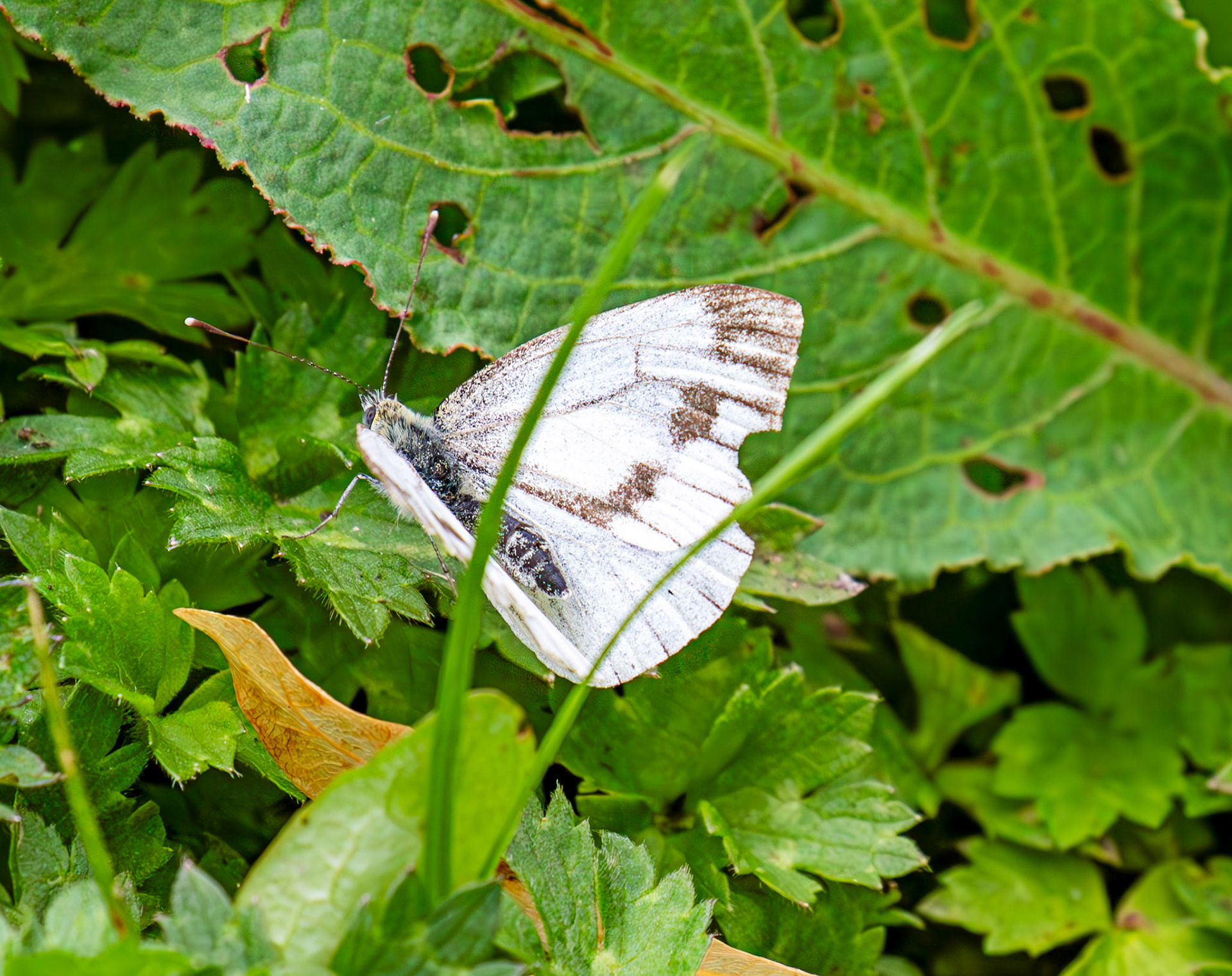 Green-veined White butterfly - Old Alresford 25 July 2025
