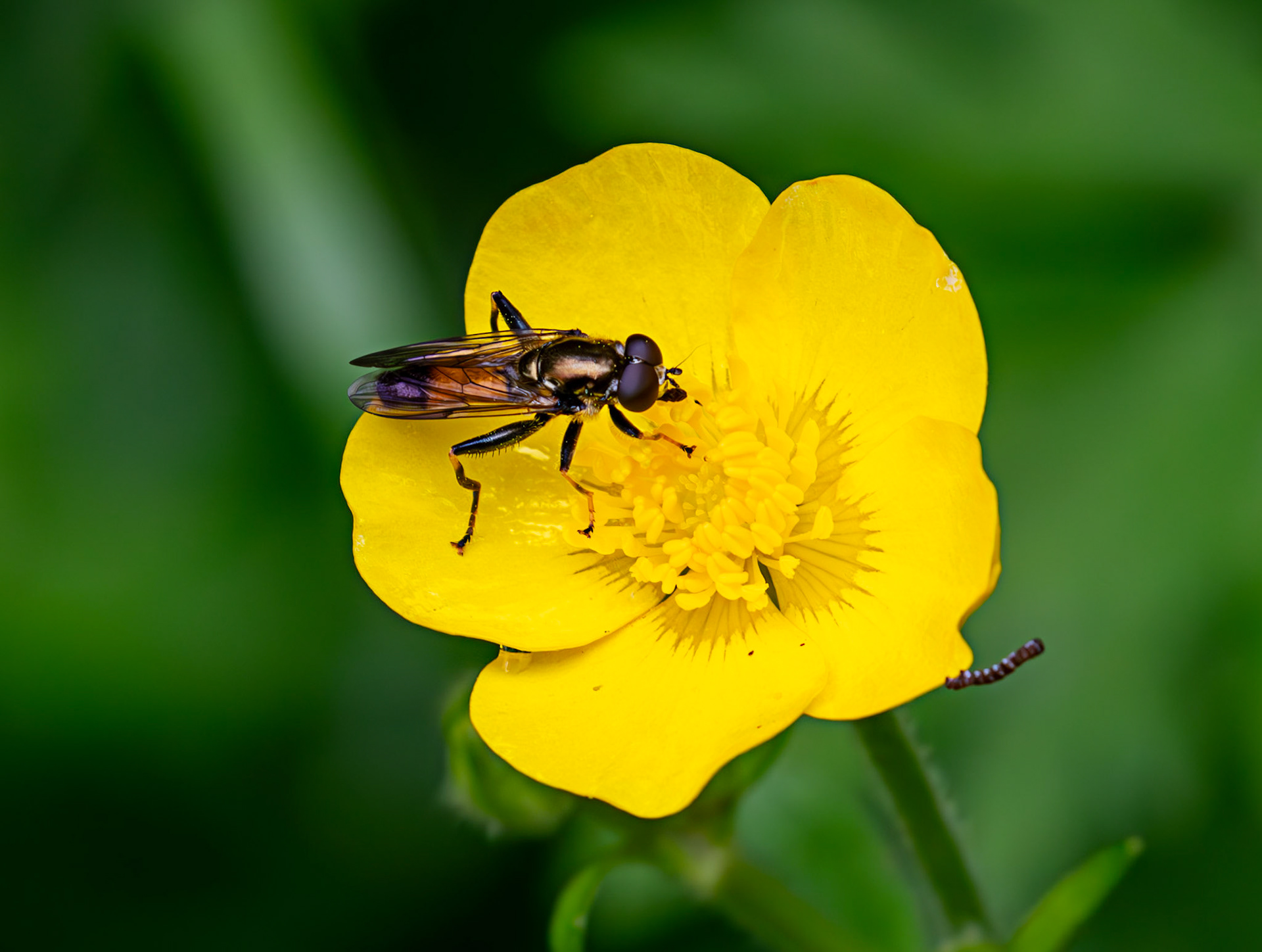 Hoverfly (Xylota segnis) - Gogar Bridge - Leyburn Road 31 May 2025