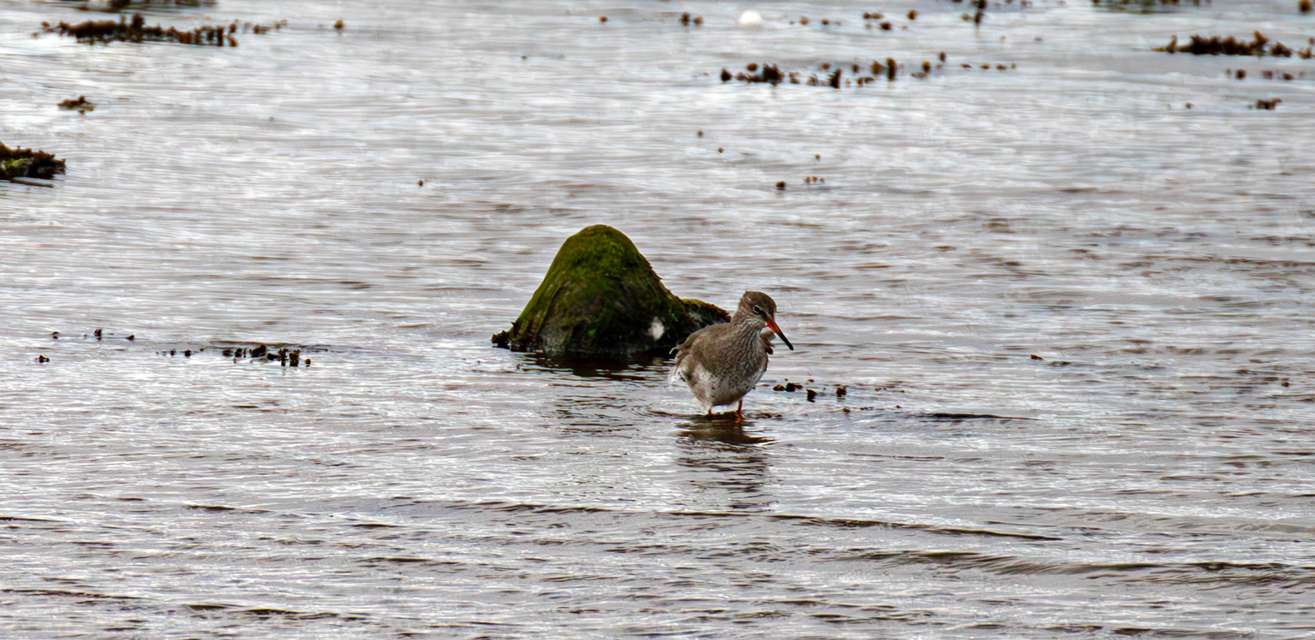 Common Redshank - Aberlady Bay 14 Sept 2024