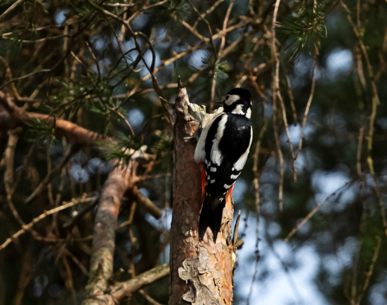Greater Spotted Woodpecker at Selm Muir, Livingston, 07 March 2024