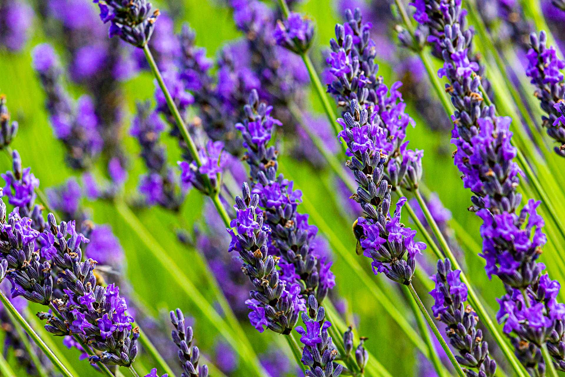 I spent an amazing few hours at Scottish Lavender Oils. They are so dedicated to nature and not to profit!
