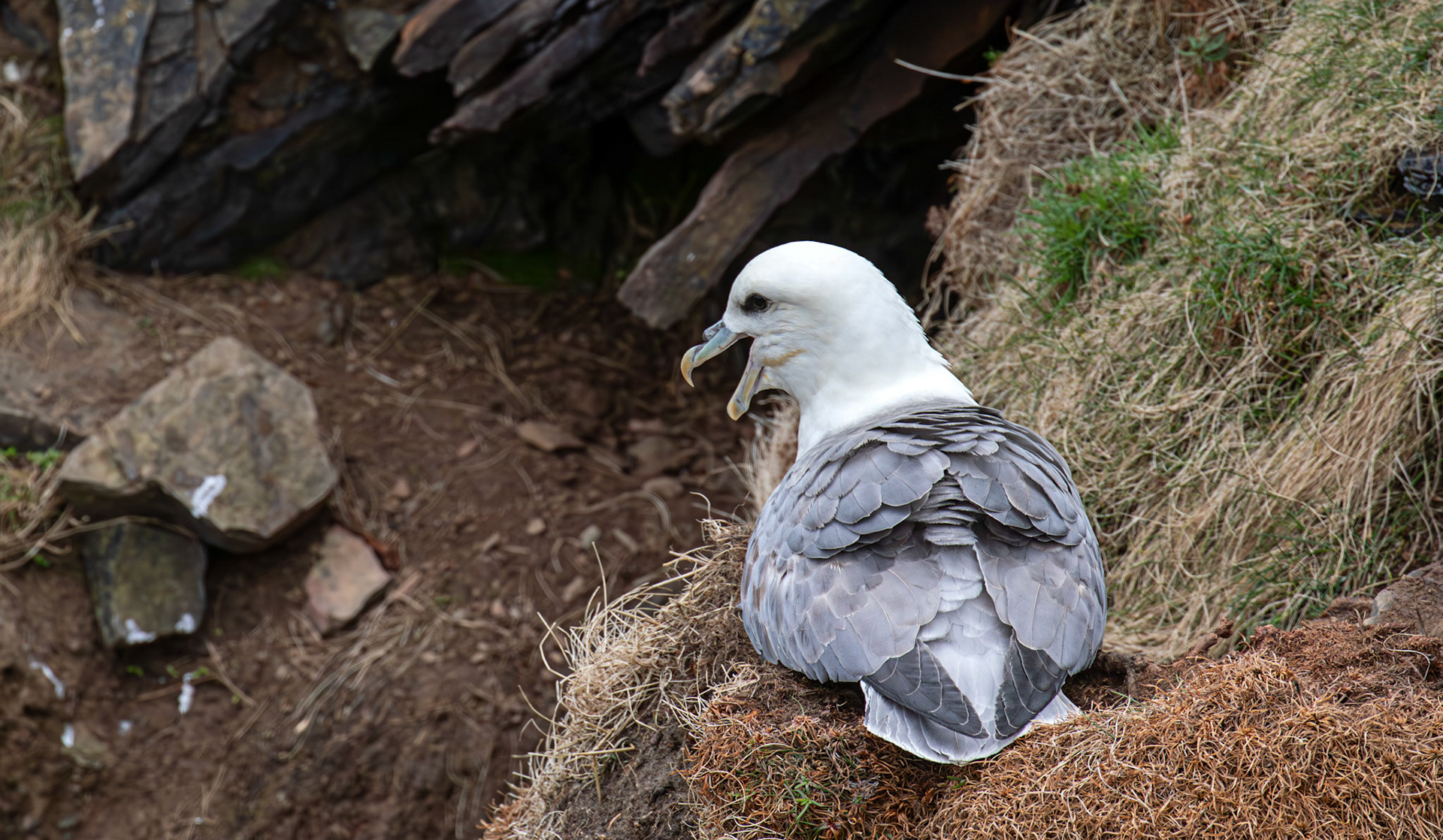 Duncansby Head 03 May 2026