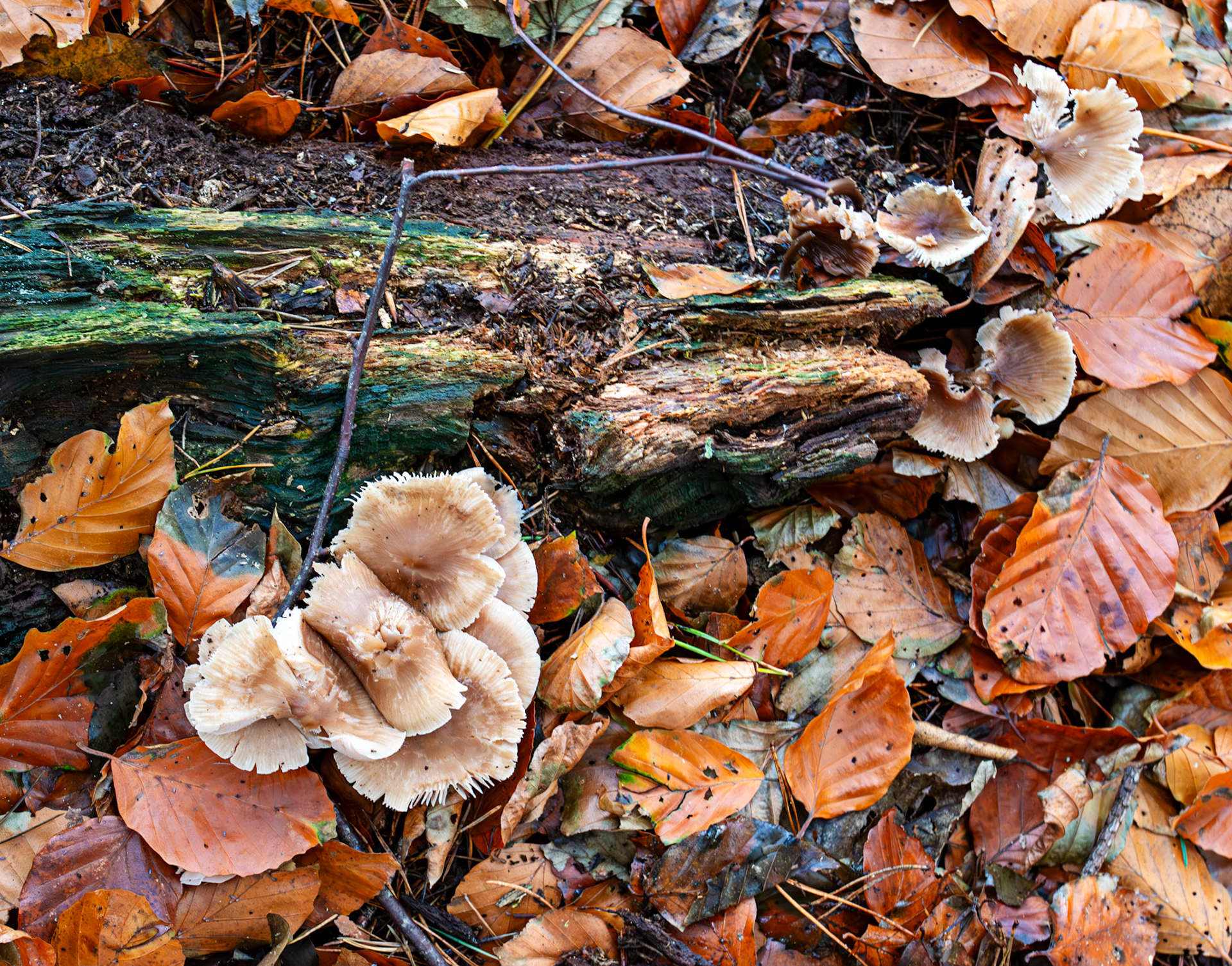 Spindle Toughshanks (Gymnopus fusipes) - Deans Woods - 07 November 2025