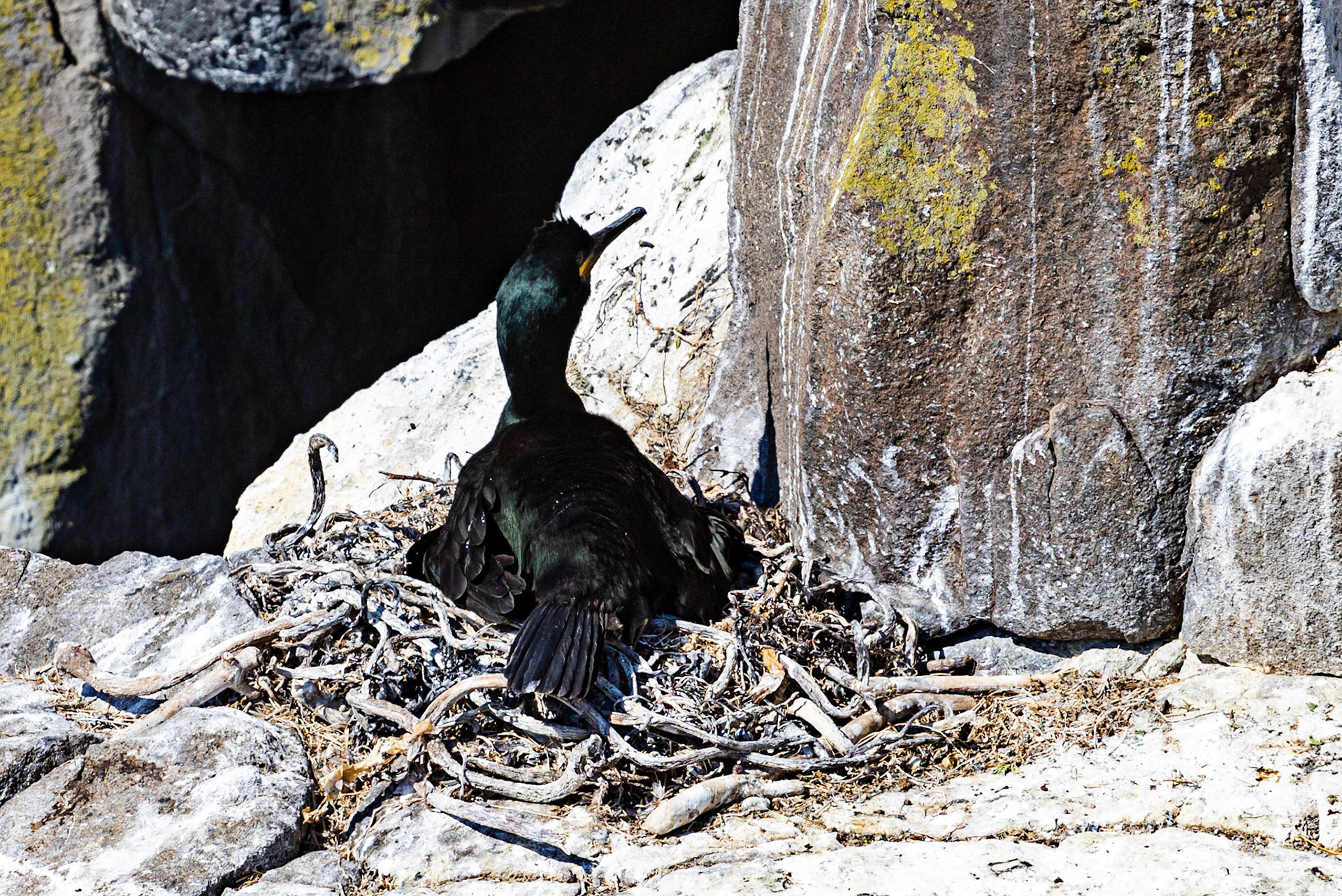 Isle of May - 04 June 2022