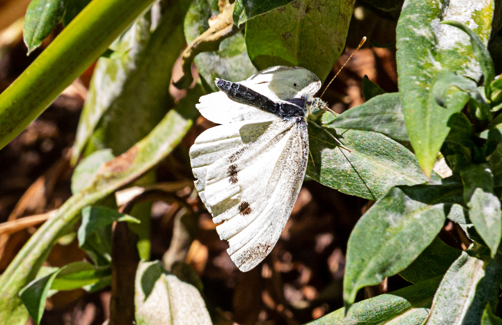 Mottistone IOW 16 July 2022