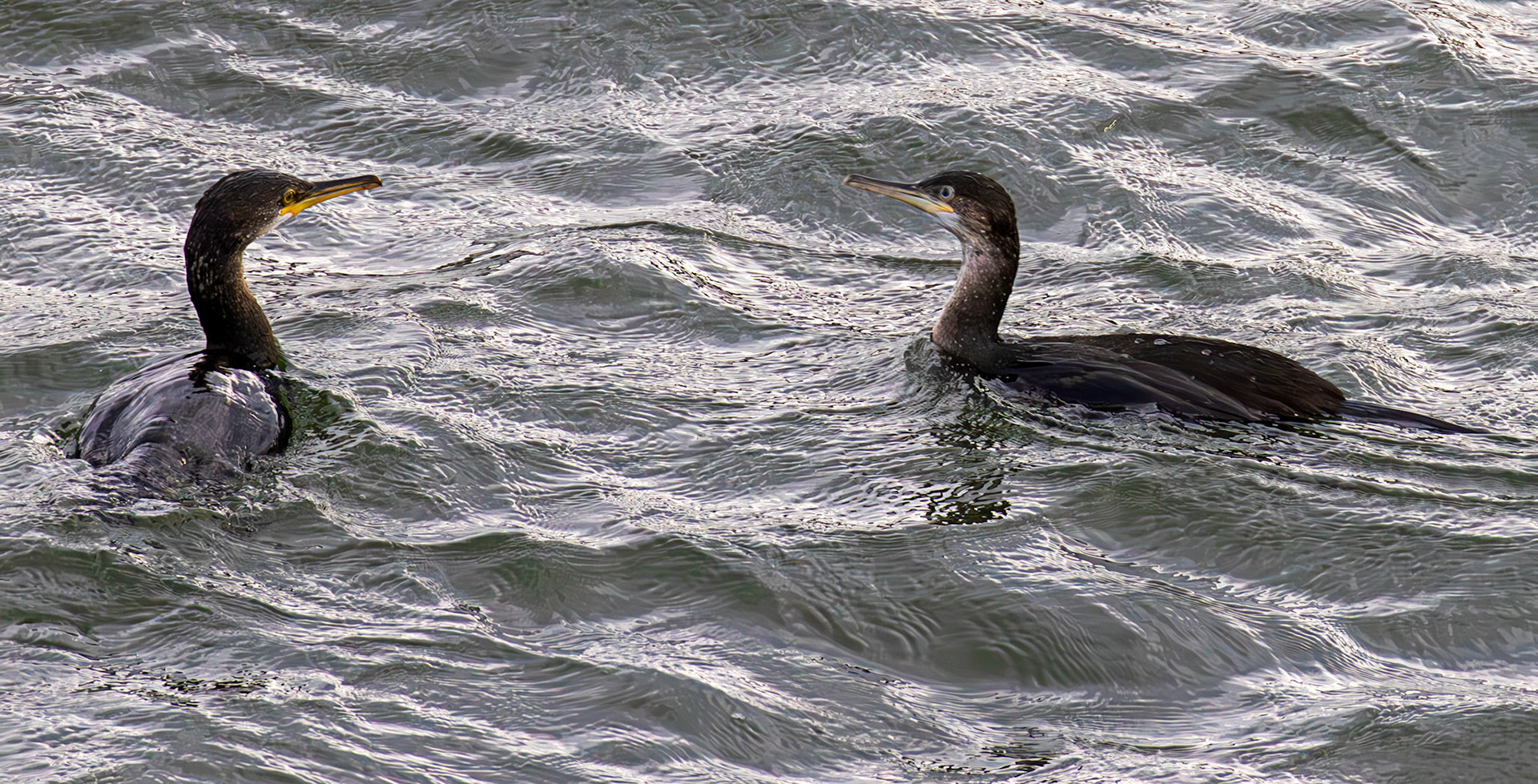 Raasay 13 November 2025