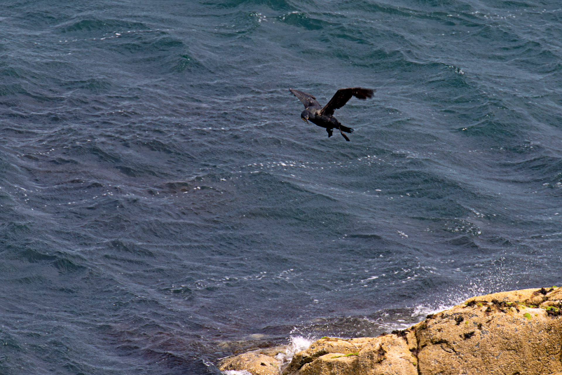 Atlantic Great Cormorant flying and landing at Tantallon Castle 04 July 2026