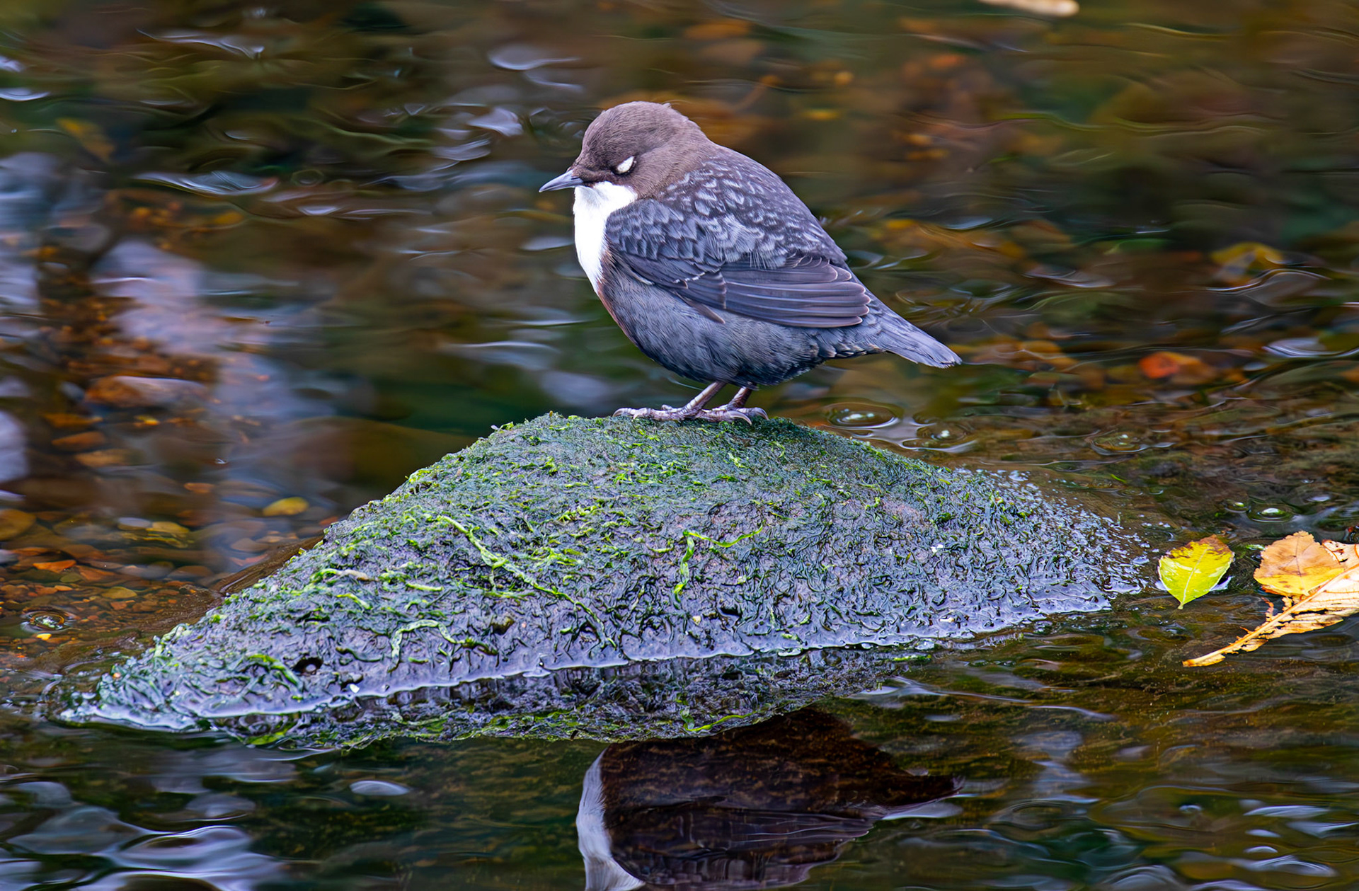 Largs 08 October 2024