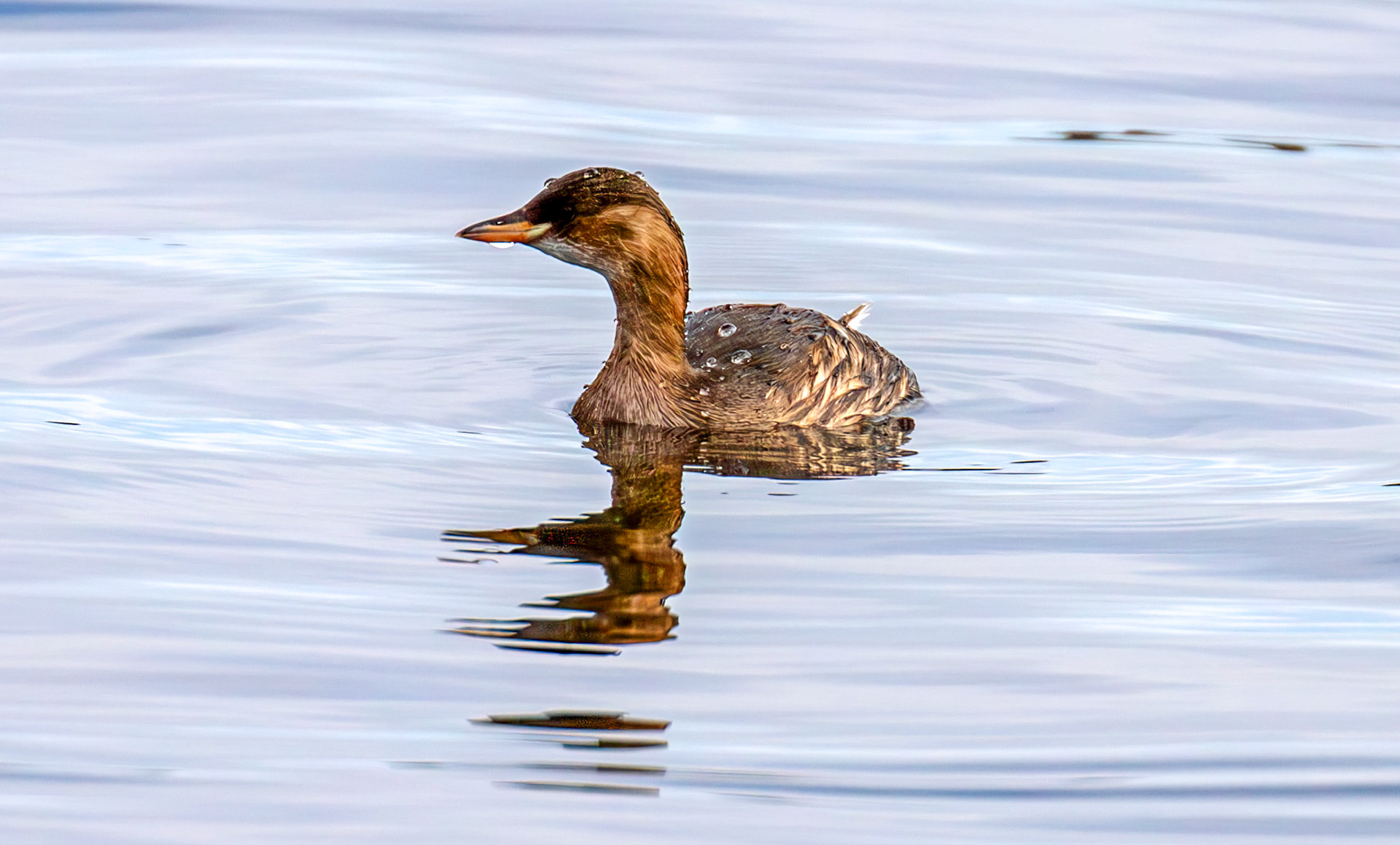 Little Grebe. Linlithgow Loch 02 December 2024