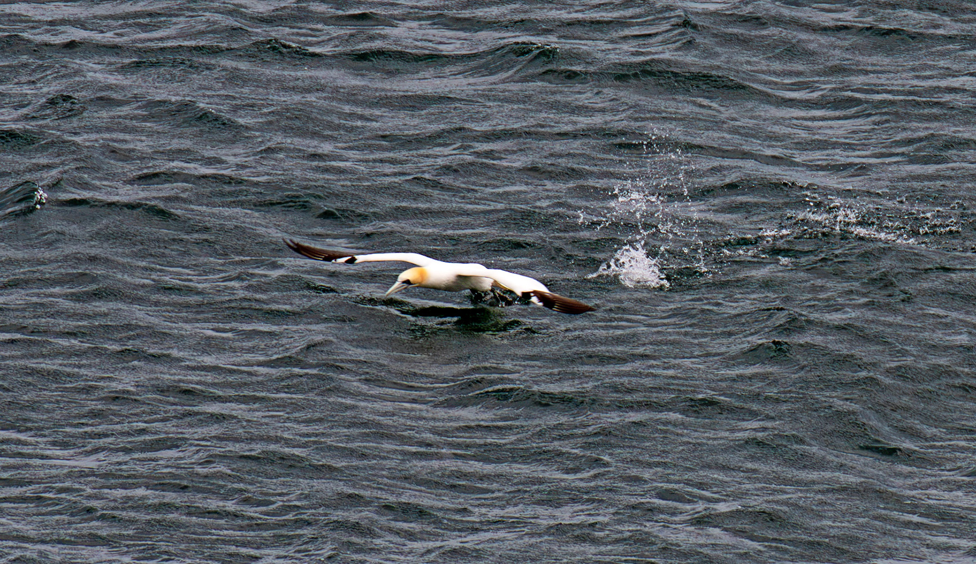 Northern Gannet getting airborne after dive - Tantallon Castle 04 July 2026