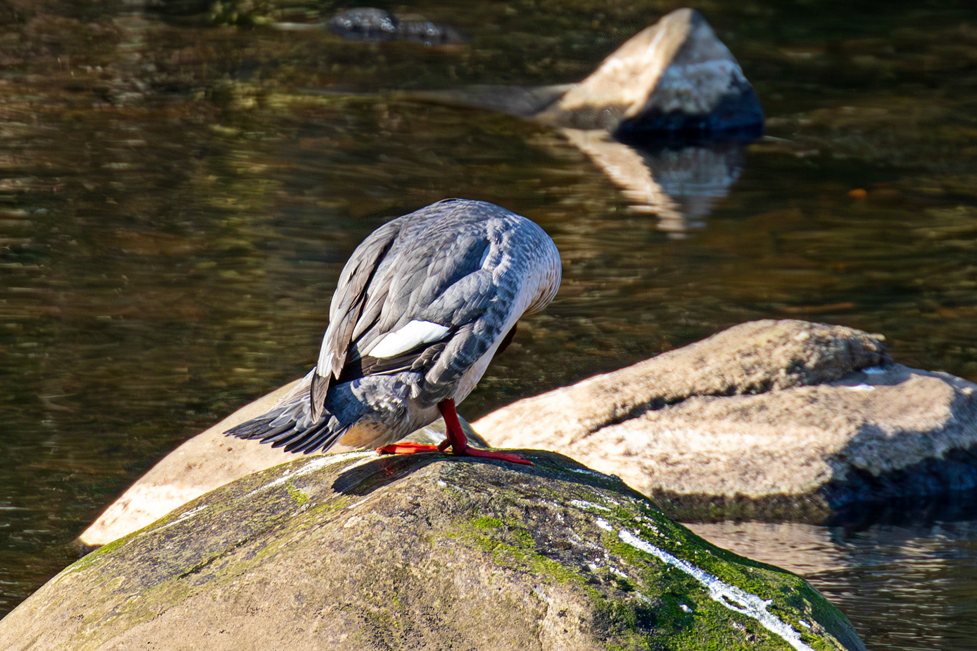 Goosander on River Almond in Almondell 18 March 2025