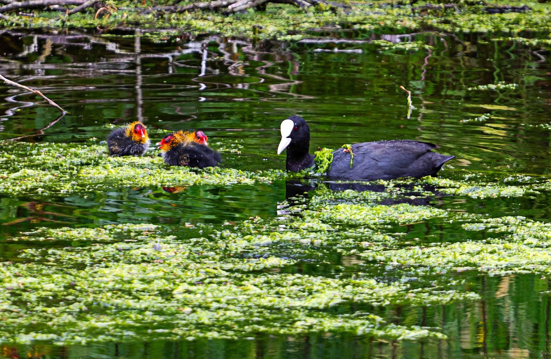 Little Moreton Hall  17 June 2023