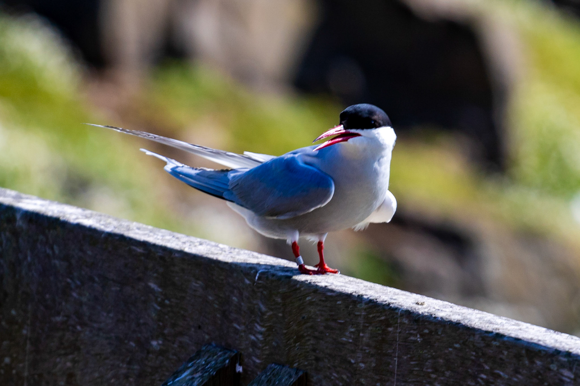 Isle of May - 04 June 2022