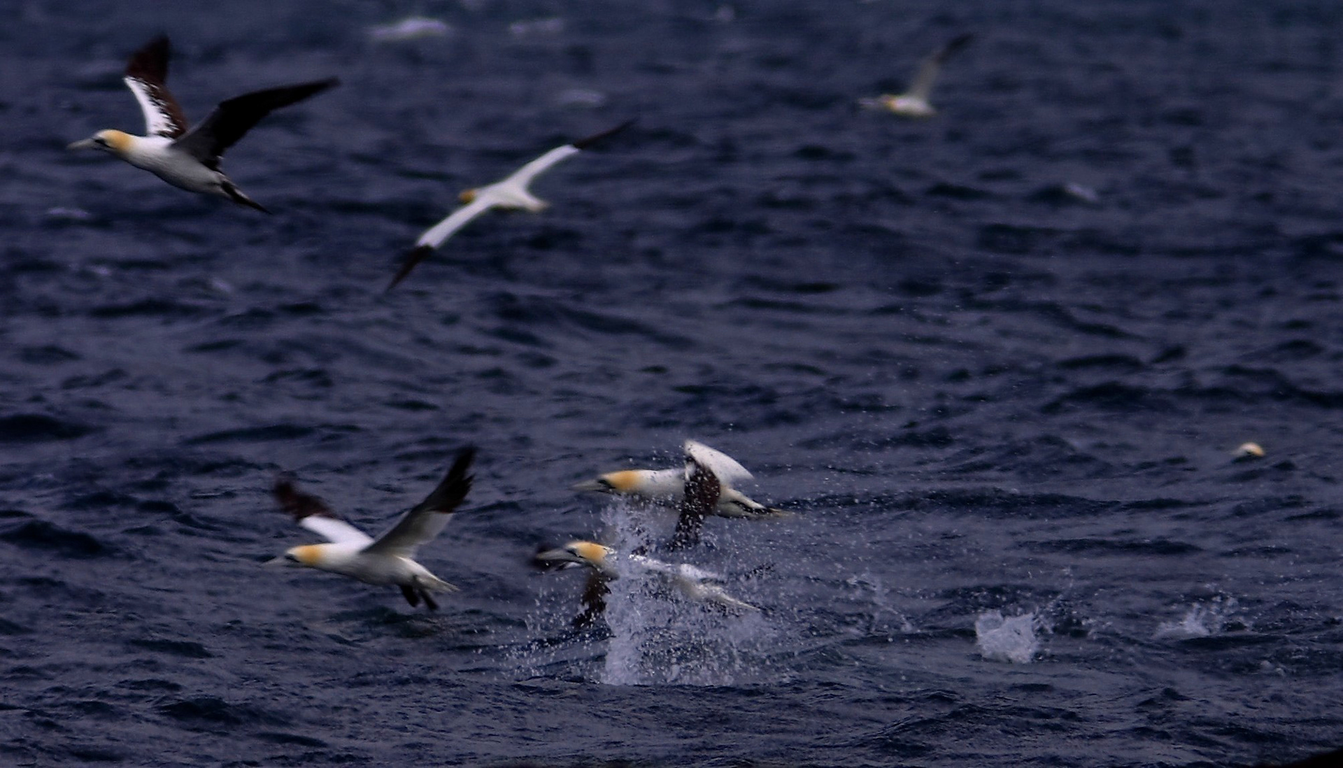 North BerwickPlease see my other Photographs at: http://www.jamespdeans.co.uk/