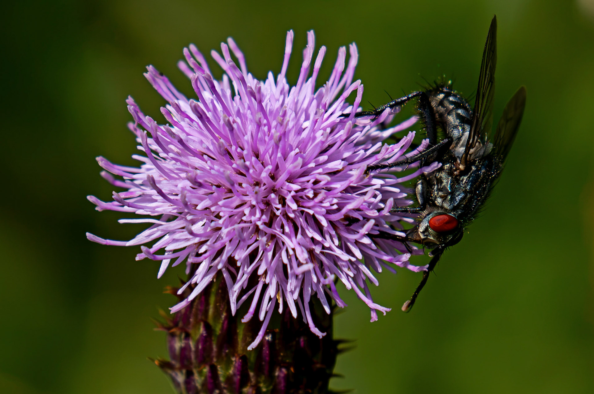 Flesh fly of the genus Sarcophaga - Blawhorn Moss 16 July 2026