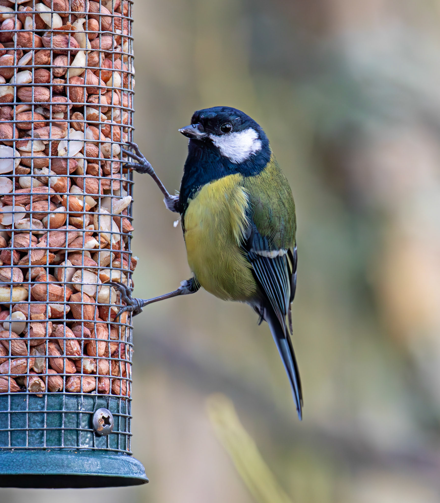 Great Tit - Bavelaw Marsh 16 January 2026