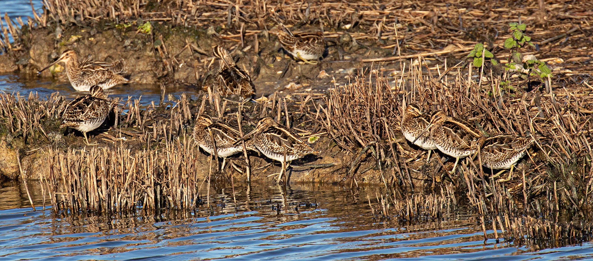 Snipe at Titchfield Haven 02 January 2025