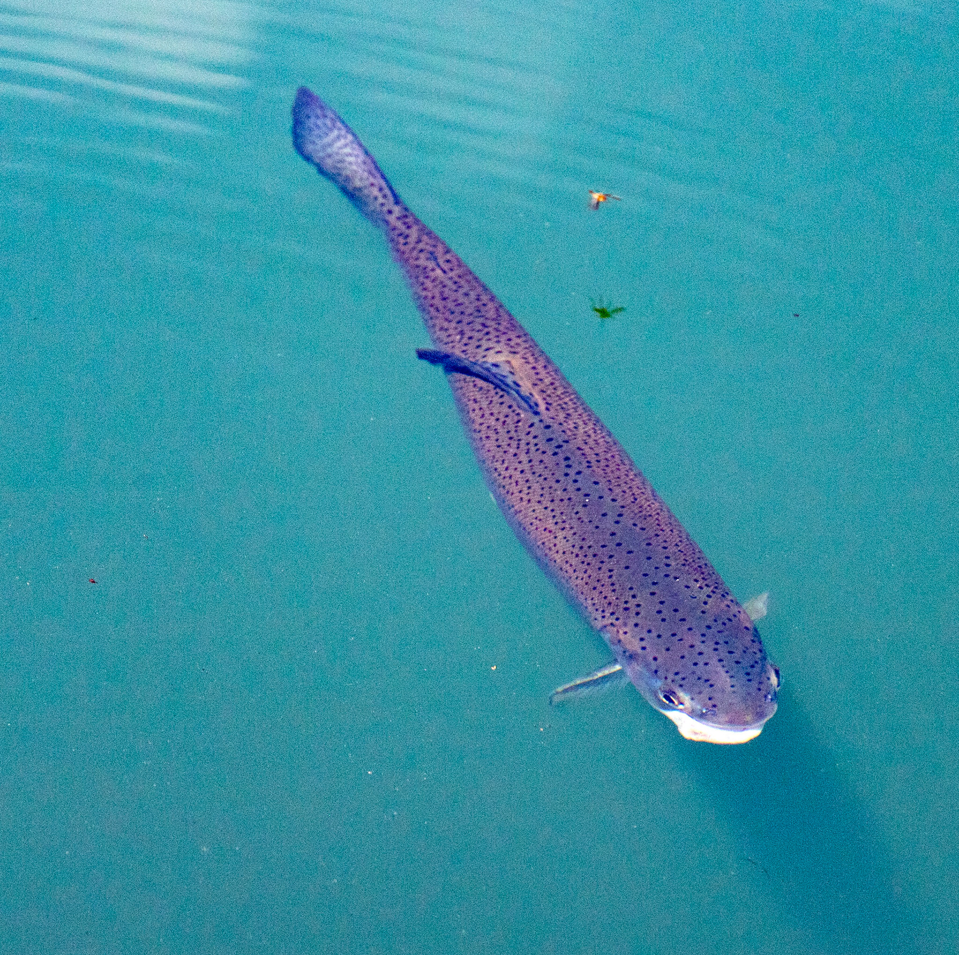 Kinross Fishery 11 May 2024