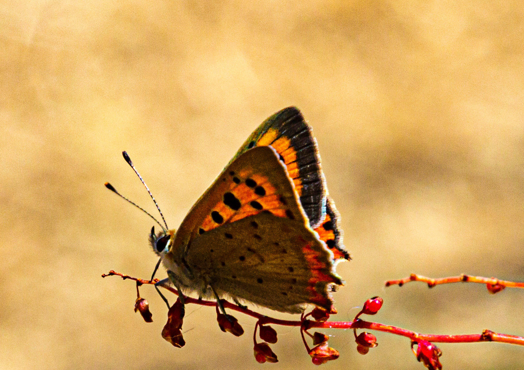 Mottistone IOW 16 July 2022