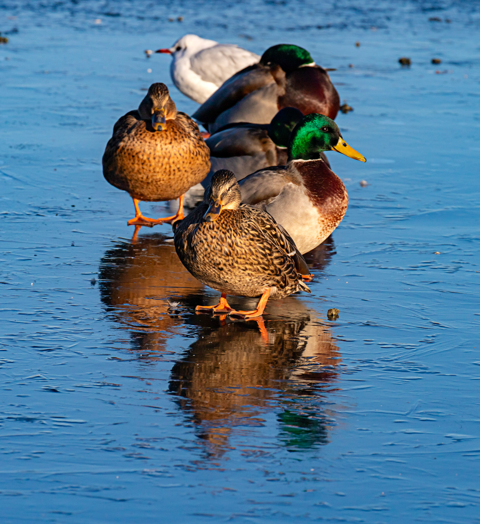 Mallard at Hogganfield Loch 10 January 2025