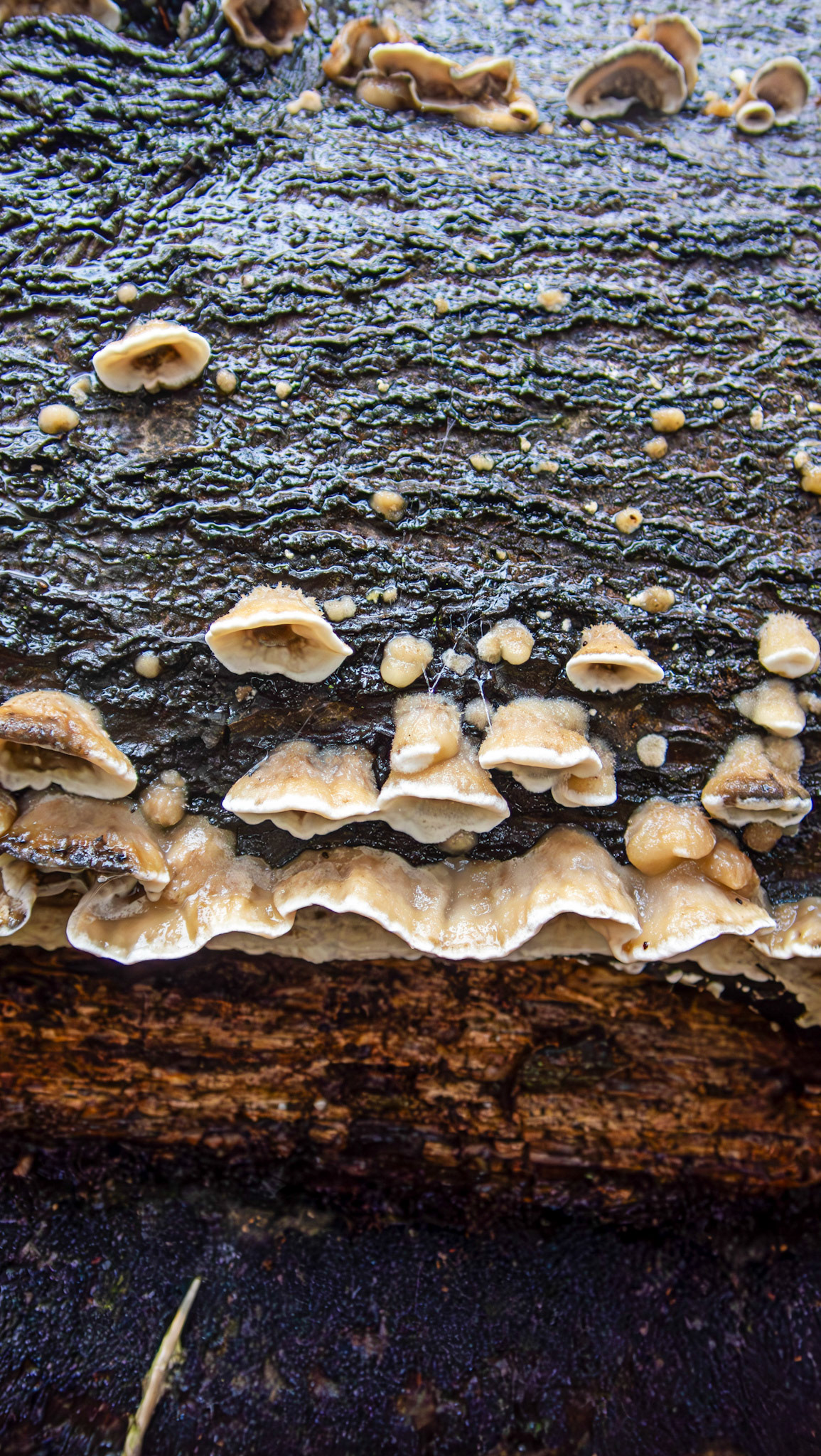 Smoky Bracket (Bjerkandera adusta) Deans Woods 08 November 2025