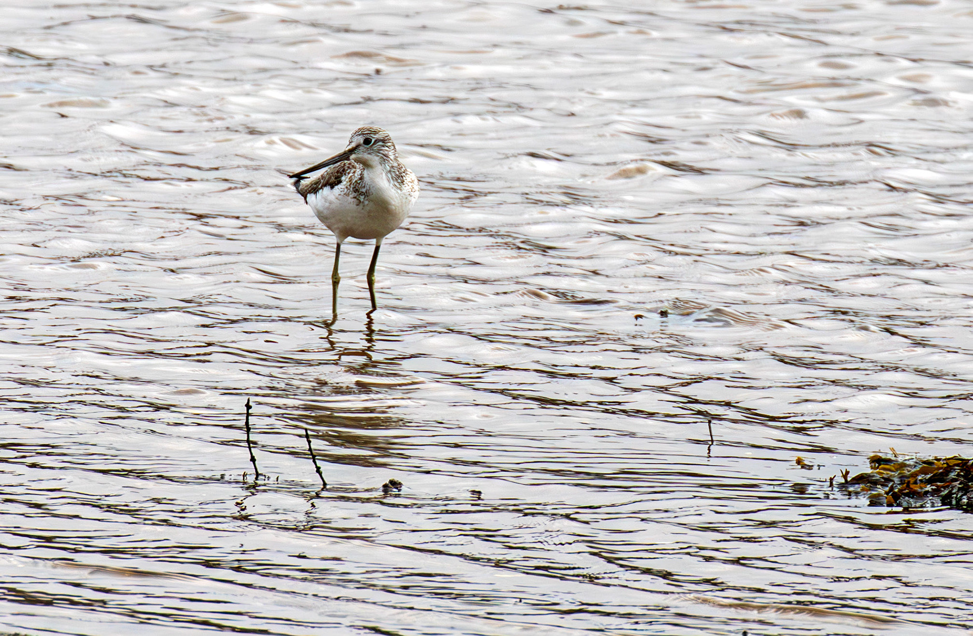 Greenshank: West Loch Tarbert 03 March 2025