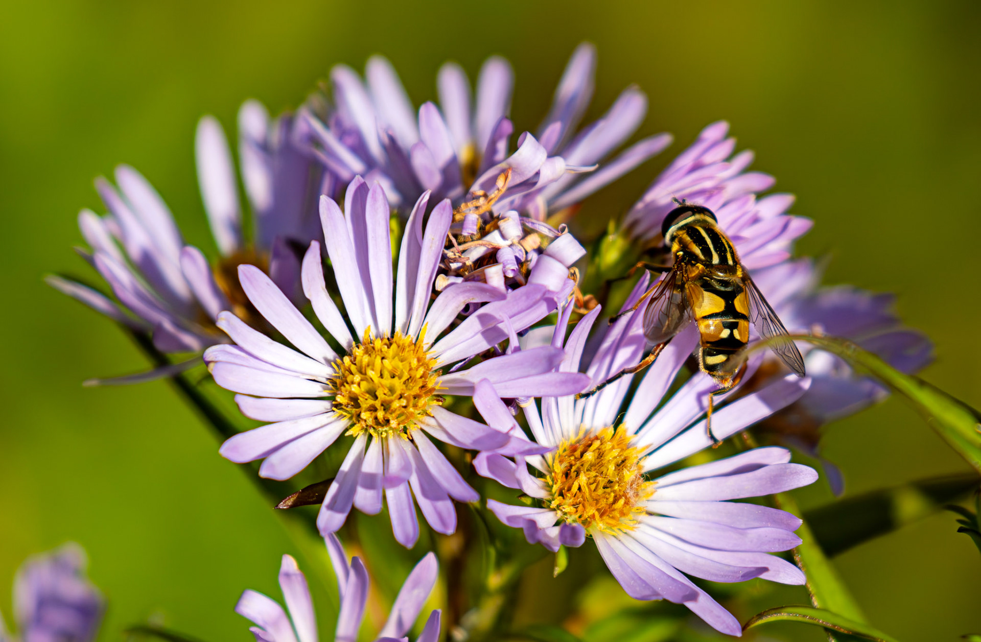 The Knock 12 Sept 2024